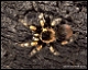 thumbnail of a tarantula