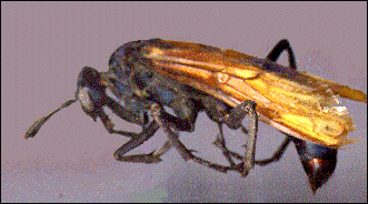 Lateral view of Tarantula Hawk