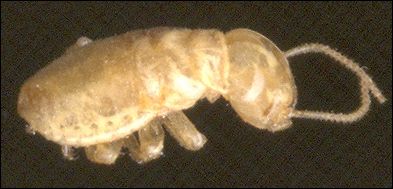 termite