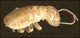 thumbnail of a recently deceased termite