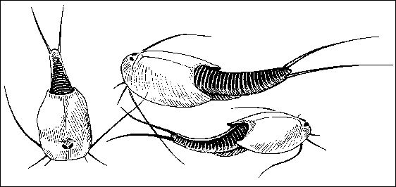 drawing of Triops