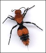 velvet ant