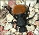 thumbnail of a velvet ant