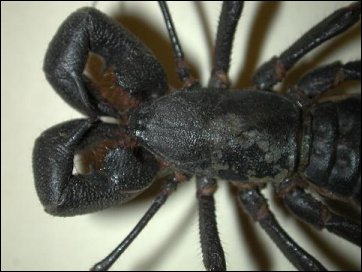 closeup of head