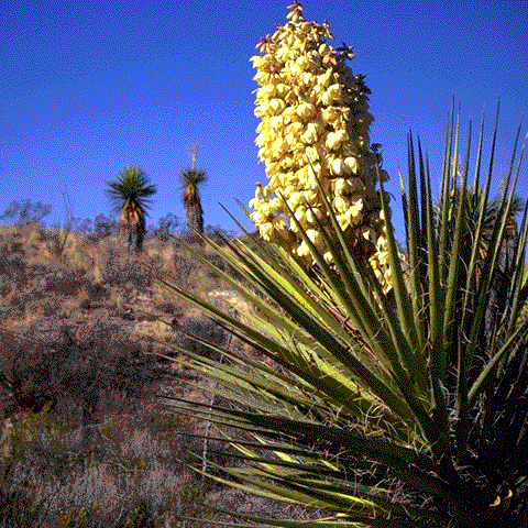 Torrey Yucca