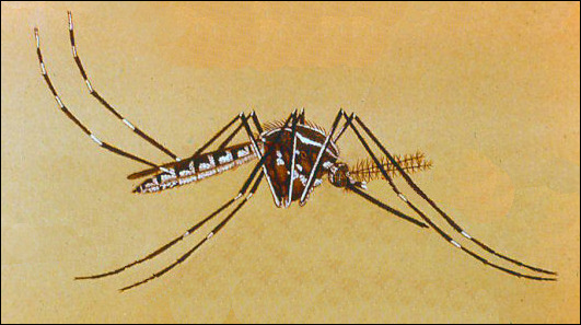 image of <i>Aedes</i>