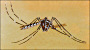 thumbnail of Aedes mosquito