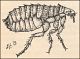 thumbnail of a drawing of a flea