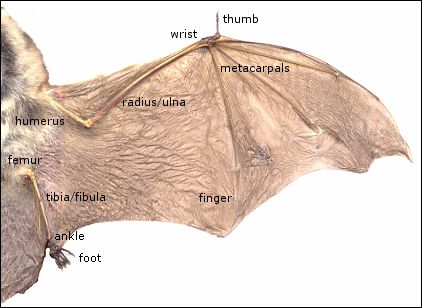 bat limbs