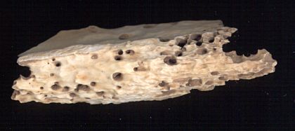 partially digested bone