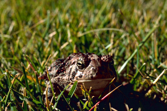 Woodhouse's Toad, Bufo woodhousei