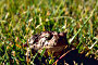 thumbnail of the toad Bufo woodhousei