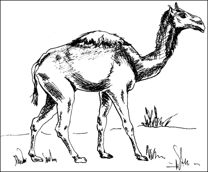 drawing of Camelops