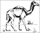 thumbnail of an extinct camel drawing