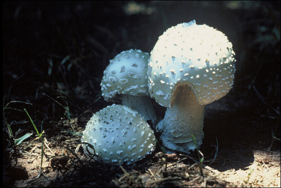 Mushroom: Chlorine Aminita