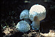 thumbnail of aminita mushroom