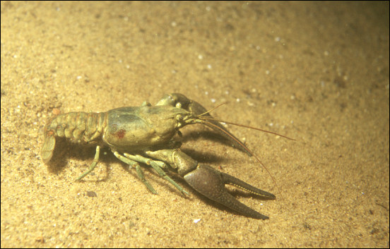 crayfish