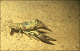 thumbnail of crayfish