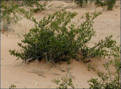 creosotebush