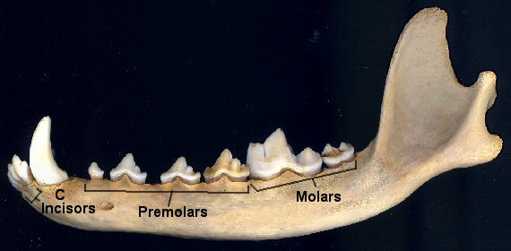 Coyote dentary with teeth marked