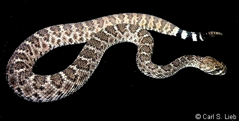 Photograph of Diamondback Rattlesnake