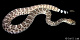 thumbnail of diamondback rattlesnake