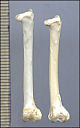thumbnail of male and female femurs