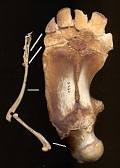 forelimbs of rabbit and porpoise