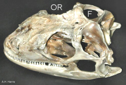 lizard skull