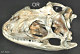 thumbnail of iguana skull showing skull openings