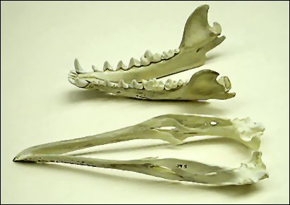 mammal and bird jaw