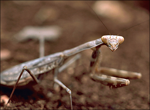 Praying Mantis