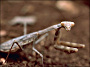 thumbnail of a praying mantis