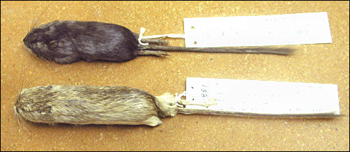 Melanistic and non-melanistic Rock Pocket Mice <i>Chaetodipus intermedius</i>