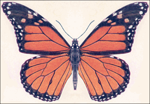 drawing of monarch butterfly