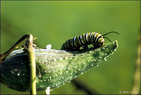 Monarch butterfly caterpillar on milkweed pod