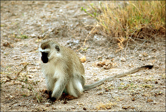 Vervet Monkey