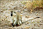 thumbnail of a vervet monkey