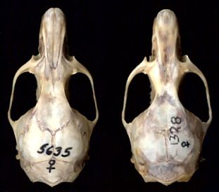 image of two packrat skulls