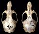 thumbnail of skulls of Neotoma albigula and N. leucodon