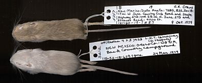 specimens of pocket mice