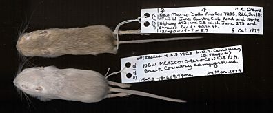 pocket mouse evolution