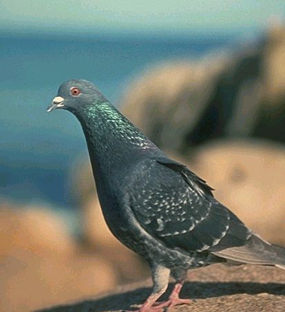 Rock Dove