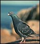 thumbnail of a rock dove