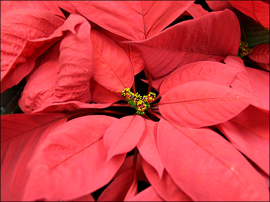 Poinsettia flowers