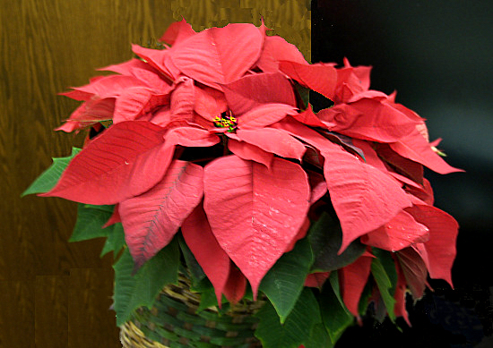 Poinsettia plant