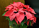 thumbnail of poinsetta plant