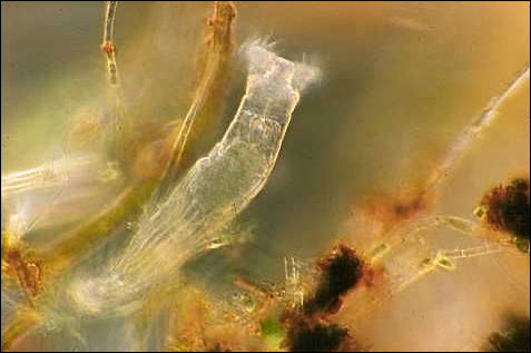 Rotifer feeding