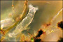 thumbnail of a rotifer