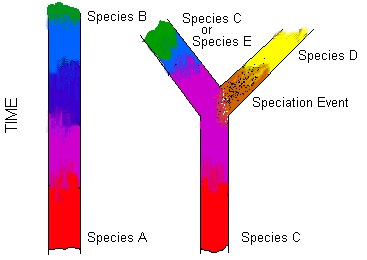 anagenesis and cladogenesis